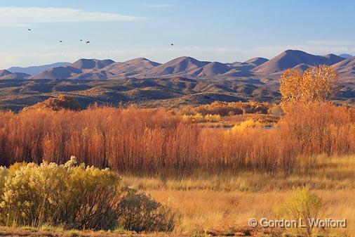 Bosque del Apache_72692.jpg - Photographed in the Bosque del Apache National Wildlife Refuge near San Antonio, New Mexico USA. 